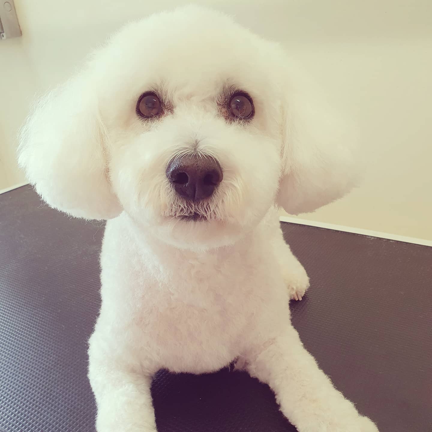 worthing dog groomer - beni bichon